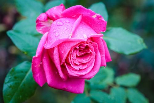 flora rose drops