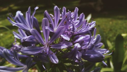 flora flowers lavender