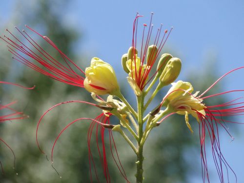 flora yellow red