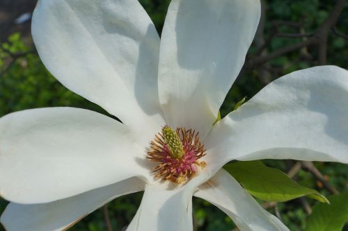 flora magnolia flower spring