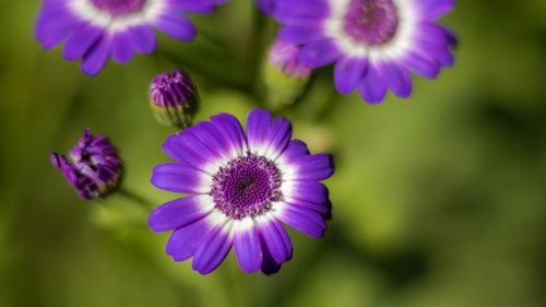 flora flower purple