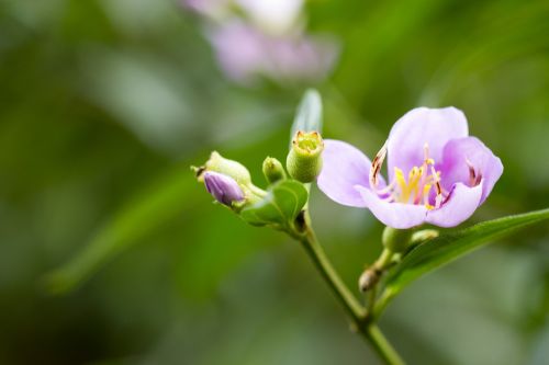 flora macro blooming