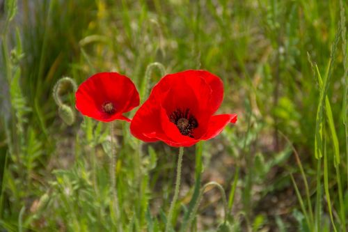 flora flowers of the field red poppy