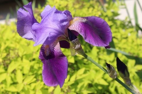 flora plant iris