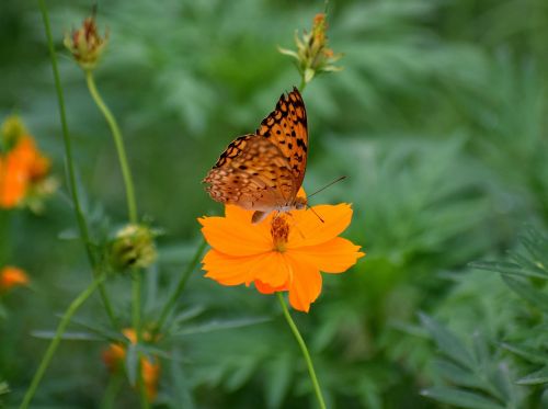 flora nature butterfly