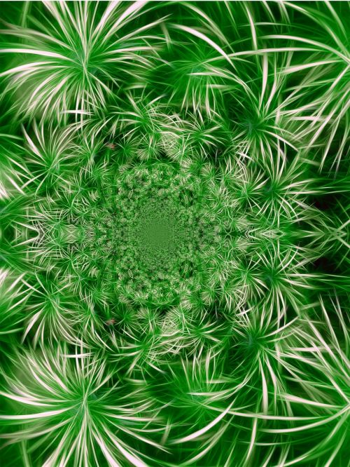 flora entwine fractals