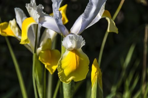 flora flower iris