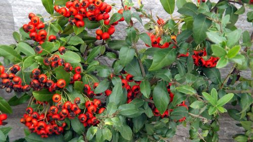 flora cotoneaster red