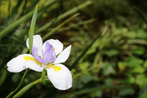 flora plant flower