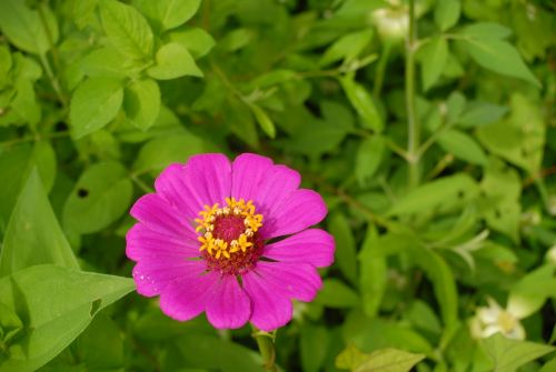 flora wild flowers