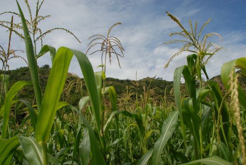 flora wild maize field