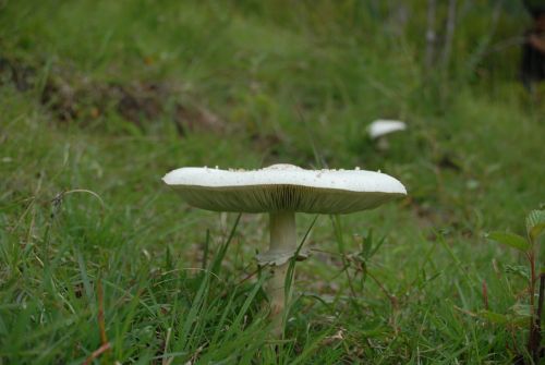 flora wild fungus
