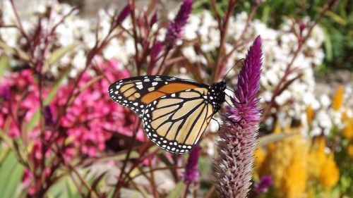 flora flowers monarch butterfly