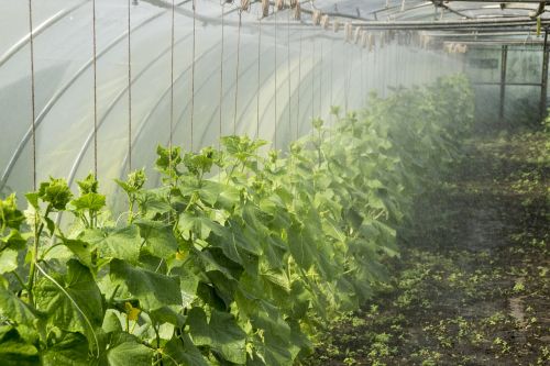 flora agriculture greenhouse