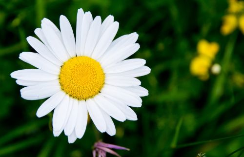 flora nature flower