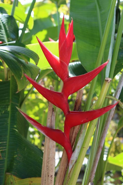 flora tropical nature