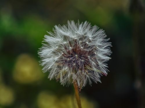 flora dandelion nature