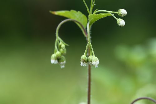 flora leaf nature