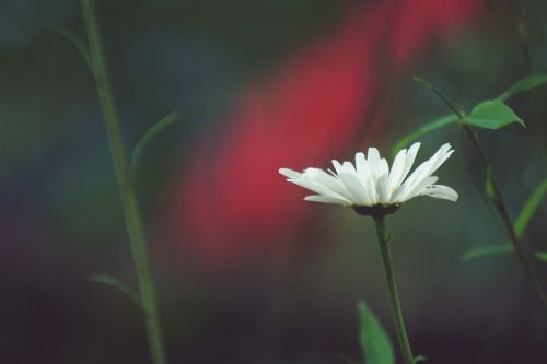 flora flower nature