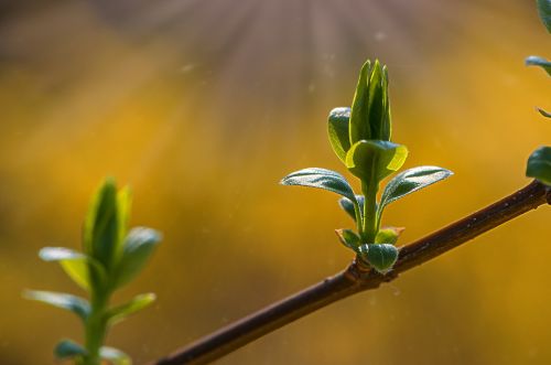 flora leaf nature