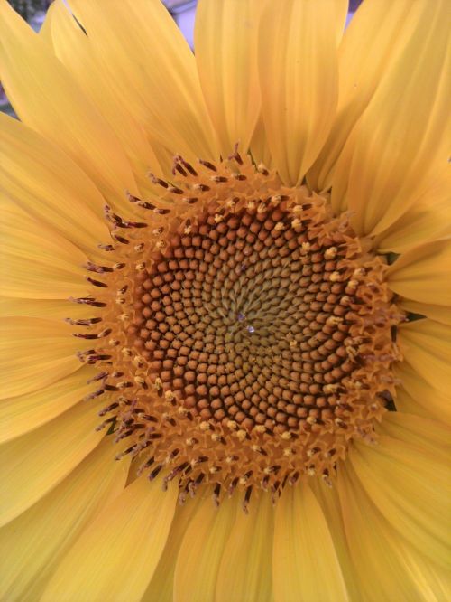 flora sunflower nature