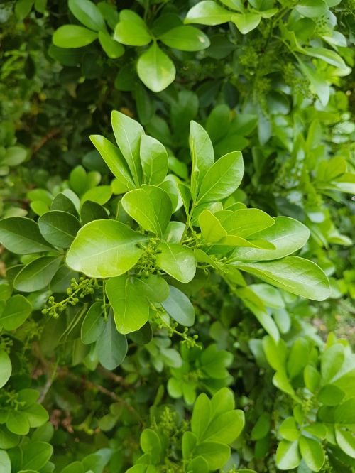 flora leaf nature