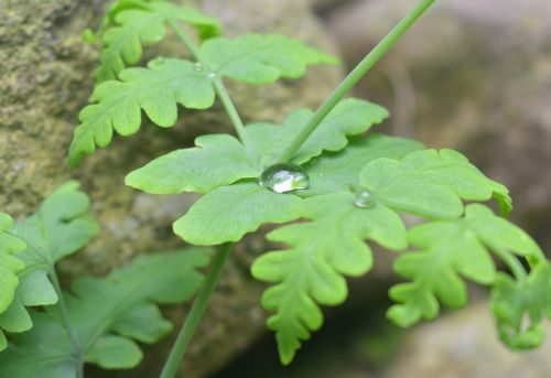 flora leaf nature