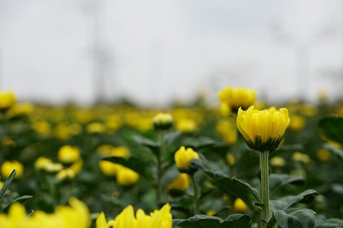 flora  nature  flower