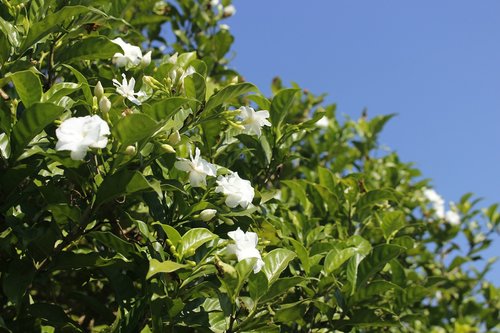 flora  leaf  tree