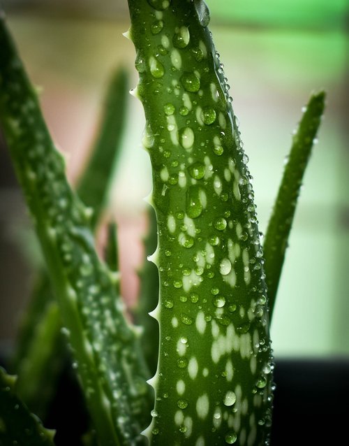 flora  leaf  nature