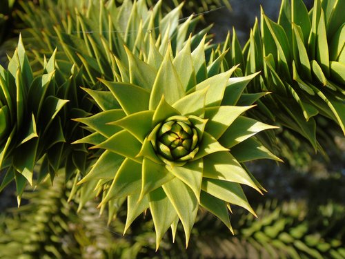 flora  nature  leaf