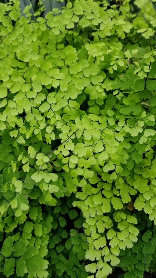 flora  leaf  growth