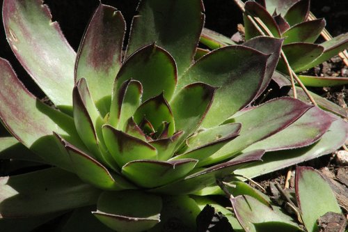 flora  nature  cactus