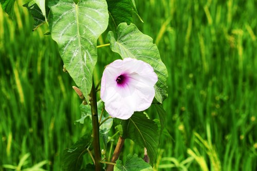 flora  nature  leaf