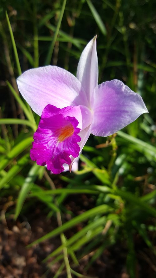 flora  nature  flower