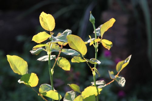 flora  leaf  nature