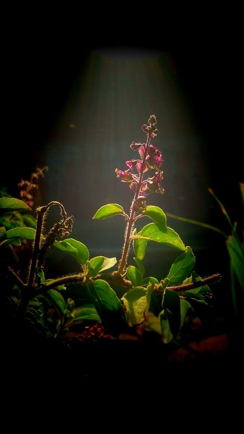 flora  leaf  flower