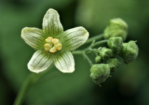 flora  flower  nature