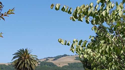 flora  tree  hill