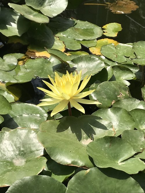 flora  flower  leaf