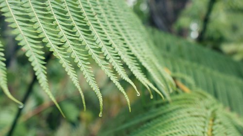 flora  leaf  nature