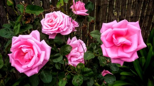 flora  roses  pink