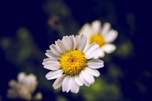 flora  flower  white