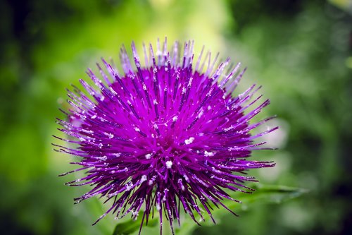 flora  flower  purple