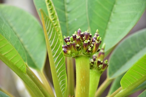 flora  garden  nature