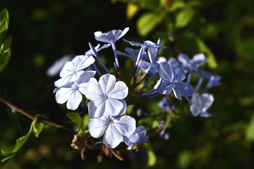 flora  garden  nature