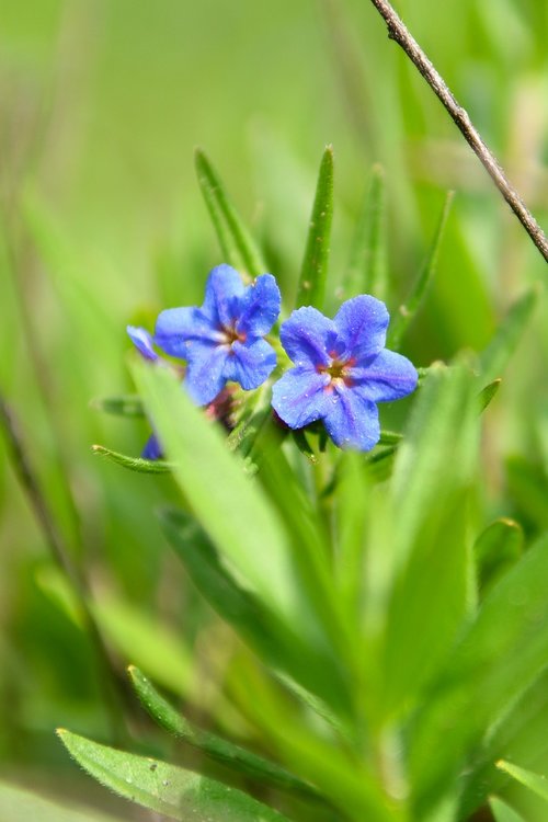 flora  flower  flowers