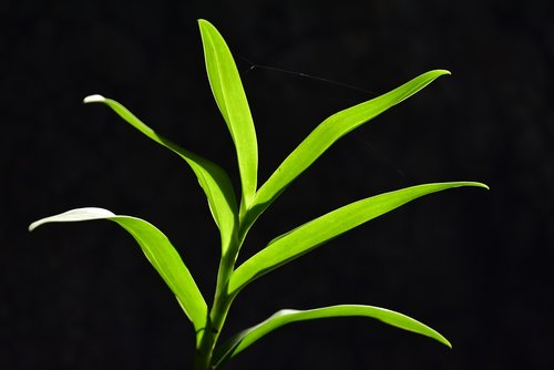 flora  growth  leaf