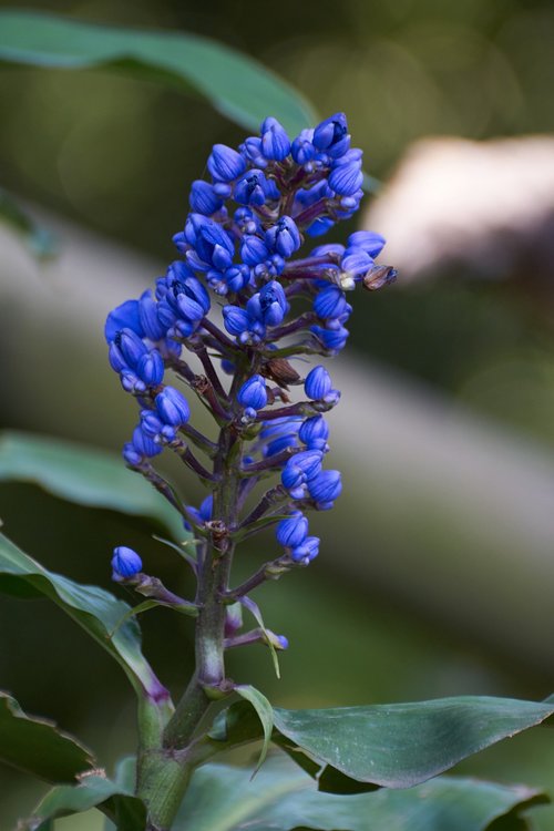 flora  flowers  garden