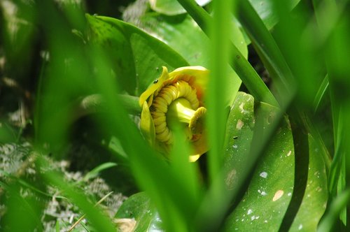 flora  leaf  nature